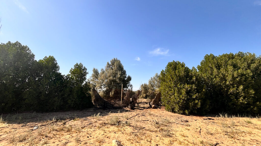 1-أرض زراعية 200,000 في الجبيل