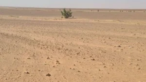 1-أرض زراعية في ضرماء بمساحة 10,000 متر مربع شارع 30 غربي + 15 جنوبي