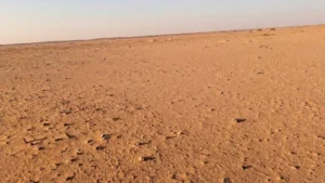5-أرض زراعية في الجلة وتبراك بمساحة 10,000 متر مربع شارع 15 شمالي + 15 غربي