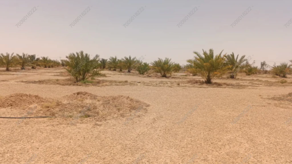 1- مزرعة بمساحة 1433249 م²